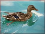 Free Duck Jigsaw Puzzles