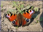 Free Butterfly Jigsaw Puzzle