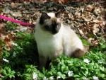 Free Cat Outdoors Jigsaw Puzzles