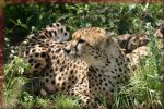 Free Cheetah Jigsaw Puzzles