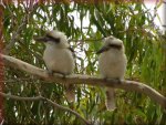 Free Kookaburras Jigsaw Puzzles