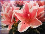 Free Lillies Jigsaw Puzzle