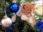 Free Cat Christmas Tree Jigsaw Puzzle