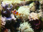 Free Nemo Fish Jigsaw Puzzle